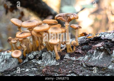 Honigpilze im Baumstumpf im Herbstwald Stockfoto