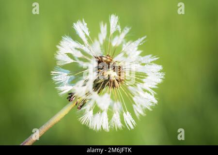 Dandelionkopf mit Sporen Stockfoto