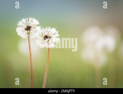 Dandelionkopf mit Sporen Stockfoto