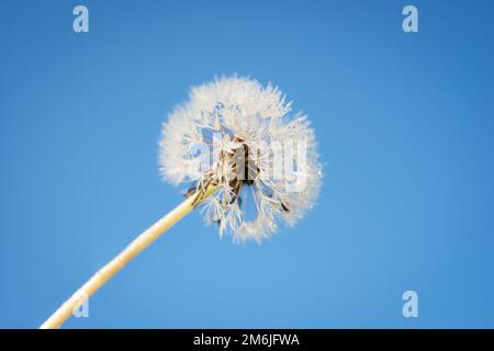 Dandelionkopf mit Sporen Stockfoto