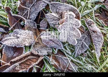 Winter, Heiserfrost auf Blättern und Gräsern, Kälte, Frost, NRW, Deutschland Stockfoto