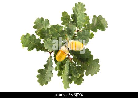Große gelbe Eicheln auf Eiche hinterlässt weißen Hintergrund Stockfoto