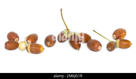 Viele braune Eicheln, weißer Hintergrund Stockfoto