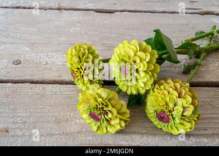 Ein Haufen Limettengrün-Zinnia-Blumen auf einem alten Holztisch. Stockfoto