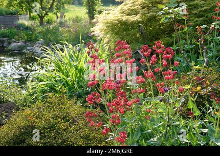 Roter Plunder - Zentranthus-Rubber, blühende Pflanze im natürlichen Garten Stockfoto