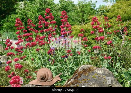 Roter Plunder - Zentranthus-Rubber, blühende Pflanze im natürlichen Garten Stockfoto