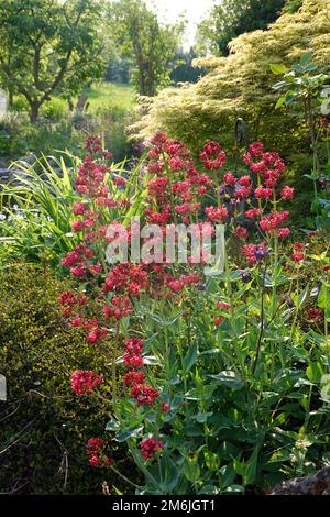 Roter Plunder - Zentranthus-Rubber, blühende Pflanze im natürlichen Garten Stockfoto