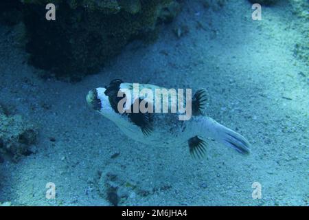 Ein maskierter Kugelfisch hängt am Riff Stockfoto