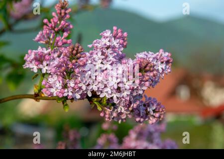 Der gewöhnliche Flieder (Syringa vulgaris), auch bekannt als französischer Flieder oder einfach der Flieder, der im Garten blüht. Stockfoto