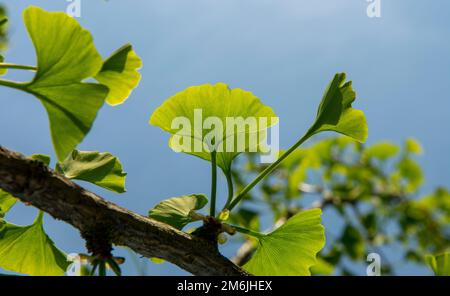 Die fächerförmigen grünen Blätter des Ginkgo biloba-Baumes, auch bekannt als Maidenhair-Baum. Aufkeimende Blätter im Frühling. Stockfoto