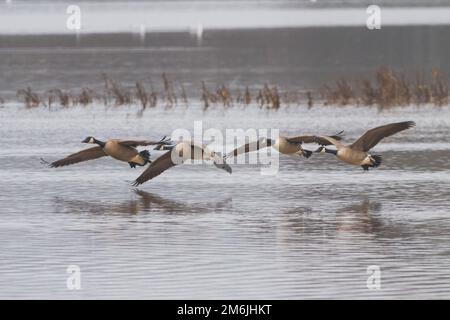 Canada Geese (Branta canadensis) landet auf RSPB Baron's Haugh, Lanarkshire, Schottland. Stockfoto