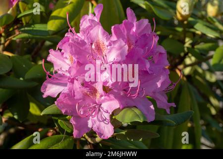 Blühende rosafarbene Rhododendron-Blüten im Garten. Nahaufnahme. Details. Makro. Stockfoto