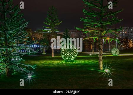 Russland, Krasnodar 07.01.2022. Heller grüner Rasen mit chilenischem Aaukaria, das sich darauf wächst, beleuchtete Spots und runde gemusterte d Stockfoto