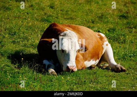 alpenkuh auf der grünen Alpenwiesen in den österreichischen Alpen des Gebiets Schladming-Dachstein an einem sonnigen Sommertag (Schladming, Österreich) Stockfoto