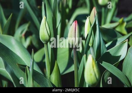 Grüne, ungeöffnete Tulpen wachsen in der Nähe des Frühlingsgartens Stockfoto