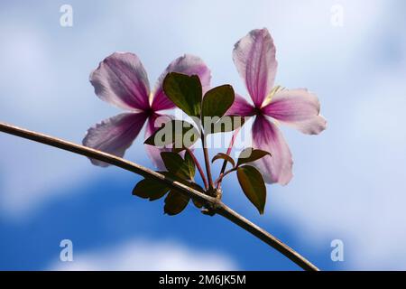 Clematis Stockfoto