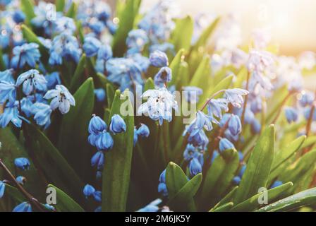 Frühlingsblumen - blaue scilla, die im Sonnenlicht blüht Stockfoto