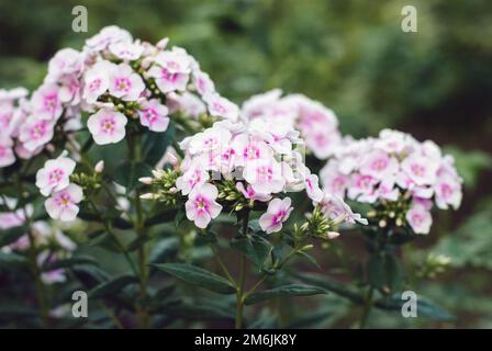 Gartenphlox, Perennial Phlox, Phlox paniculata rosa Blüten in Nahaufnahme Stockfoto