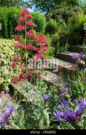 Roter Plunder - Zentranthus-Rubber, blühende Pflanze im natürlichen Garten Stockfoto