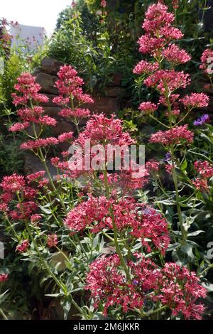 Roter Plunder - Zentranthus-Rubber, blühende Pflanze im natürlichen Garten Stockfoto