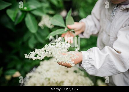 Die Hände eines Kindes, das im Sommer Holunderblüten aus Büschen pflückt. Sammlung von Zutaten für ein erfrischendes Getränk oder nicht traditionelle Arzneimittel Stockfoto