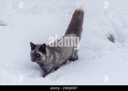 Silberfuchs, melanistische Form des Rotfuchs (Vulpes vulpes) im Winter Stockfoto