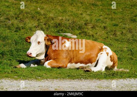 alpenkuh auf der grünen Alpenwiesen in den österreichischen Alpen des Gebiets Schladming-Dachstein an einem sonnigen Sommertag (Schladming, Österreich) Stockfoto