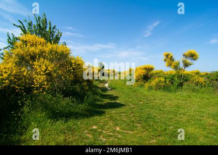 San Bartolo Regionalpark Region Marken Stockfoto