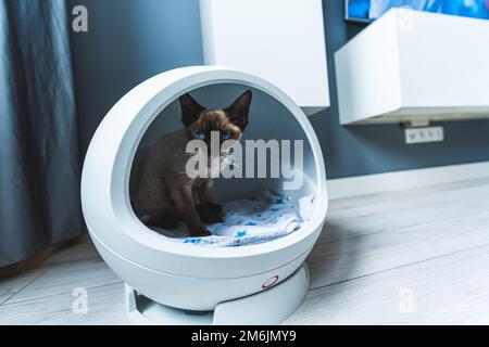 Mittelgroße Aufnahme einer Katze mit blauen Augen, die in einem kapselförmigen Katzenhaus sitzt. Hochwertiges Foto Stockfoto