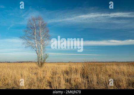 Ein einsamer Birkenbaum, der auf einer trockenen Steppenwiese wächst Stockfoto