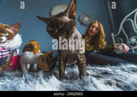 Eine Gruppe Katzen auf einer flauschigen Decke. Frau im Hintergrund. PET-Konzept. Hochwertiges Foto Stockfoto