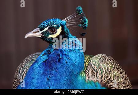 Blauer Pfau (Pavo cristatus) in einem Tierpark, Nordrhein-Westfalen, Deutschland, Mechernich Stockfoto