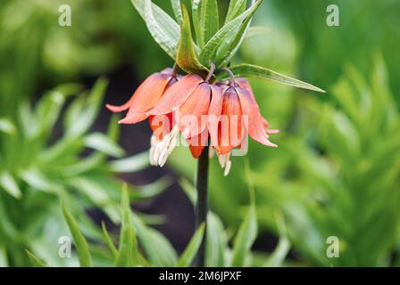 Kronenkaiserblume, Fritillaria imperialis oder Kaiserkrone blühen im Frühlingsgarten Stockfoto