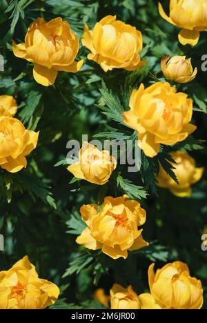 Gelbe Blüten natürlicher Hintergrund, asiatische Globeflowers blühen im Frühjahr Stockfoto