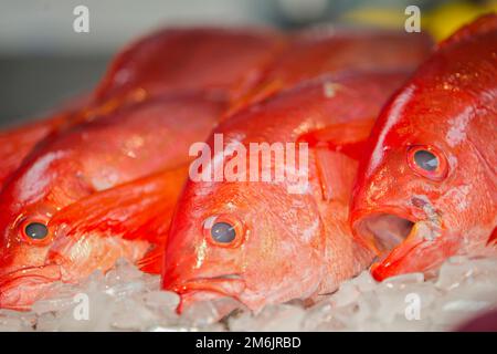 Gulf Seafood Market Pensacola, FL Stockfoto