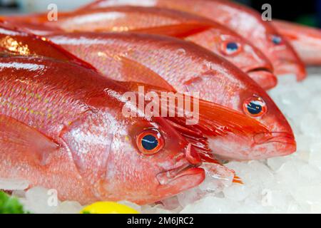 Gulf Seafood Market Pensacola, FL Stockfoto