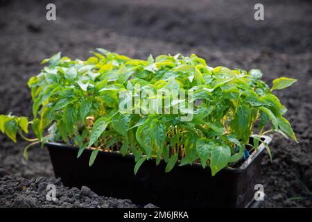 Tomatenkeimling in einem Topf im Garten Stockfoto