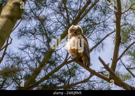 Junge Großhornkeule (Bubo virginianus) Stockfoto