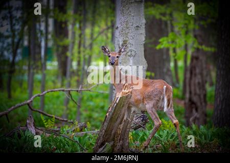 Der Weißschwanzhirsch oder Virginia-Hirsch im Frühlingswald Stockfoto