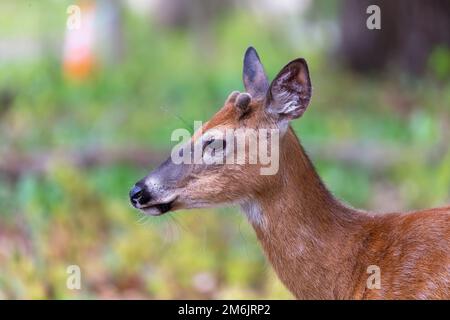 Der Weißschwanzhirsch mit wachsendem Geweih in Samt Stockfoto