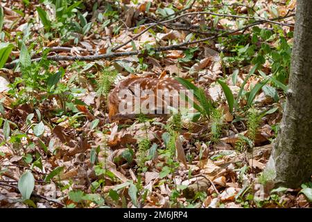 Das neugeborene Fröschen - Weißschwanzhirsch. Stockfoto