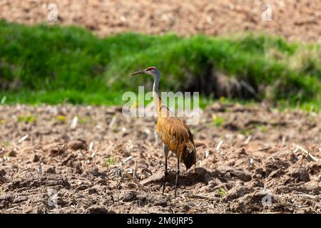 Sandhill Crane (Grus canadensis) Stockfoto