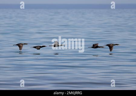 Doppelkammkormorant ( Phalacrocorax auritus ) Stockfoto