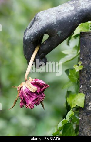 Eine verwelkte rote Rose in der Hand einer Engelsfigur auf einem Friedhof Stockfoto