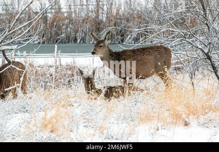 Maultierhirsche, die sich im Winter an einem gefrorenen Teich entspannen und von frisch gefallenem Schnee umgeben sind. Stockfoto