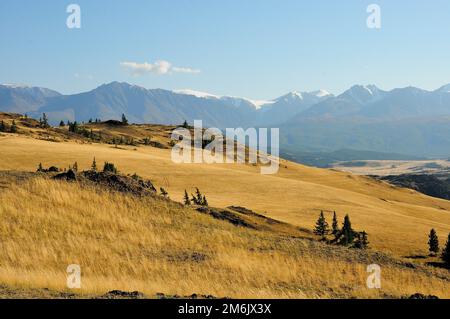 Ein Hügel mit trockenem Gras und mehreren hohen Kiefern vor dem Hintergrund schneebedeckter Berge. Kurai Steppe, Altai, Sibirien, Russland. Stockfoto