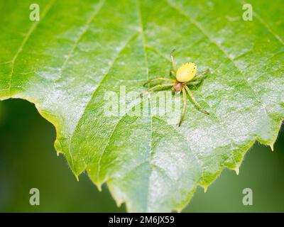 Kleine gelbe Spinne auf einem Blatt Stockfoto