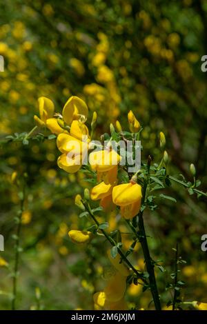 Blühende gelbe Blüten von Cytisus scoparius ( Sarothamnus scoparius), auch bekannt als Ginster oder Schottbesen. Stockfoto