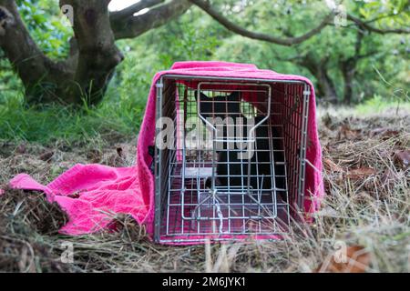 Wilde Katze in der Wildnis gefangen in einer humanen Falle Stockfoto