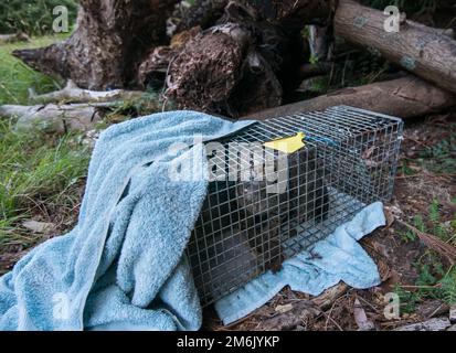 Wilde Katze in der Wildnis gefangen in einer humanen Falle Stockfoto